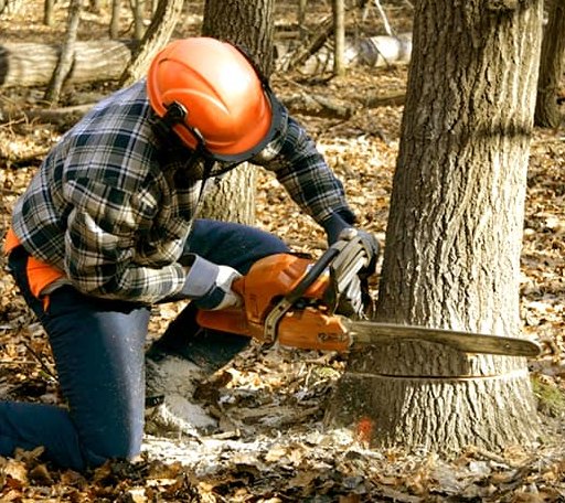 Tree Removal in Benwood, WV